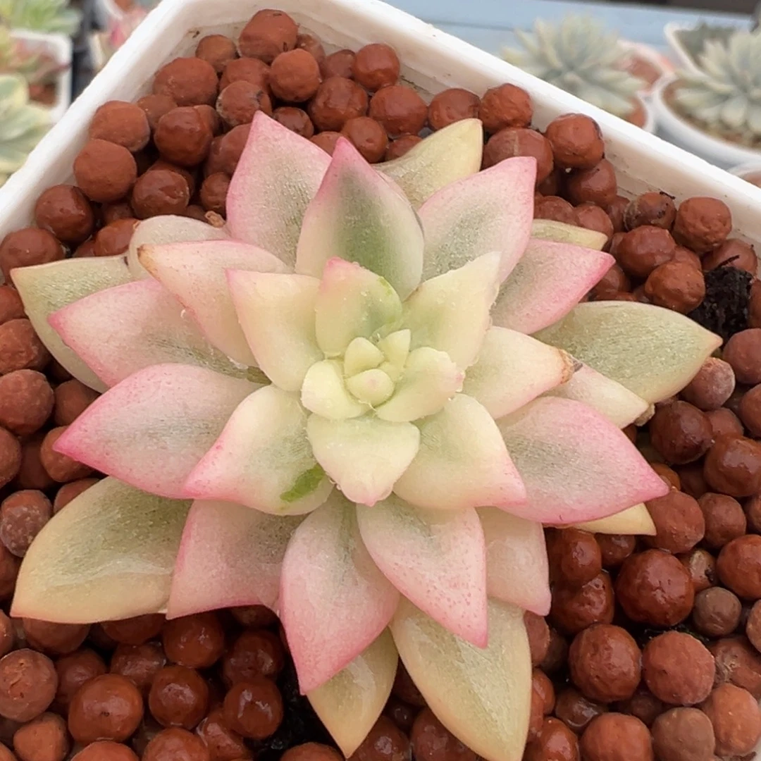 拉菲锦（独家）宽覆轮锦