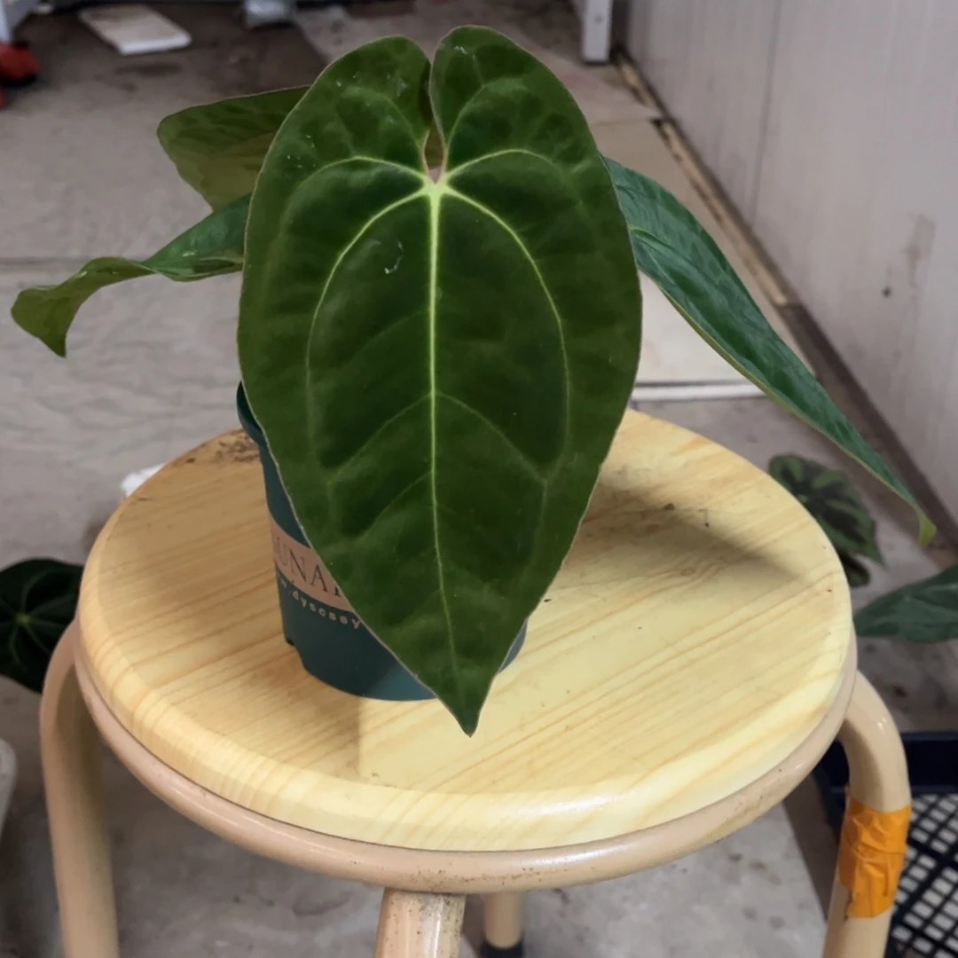 无花朵111 贝斯杂加通湖（福利款两颗包邮 不售后）