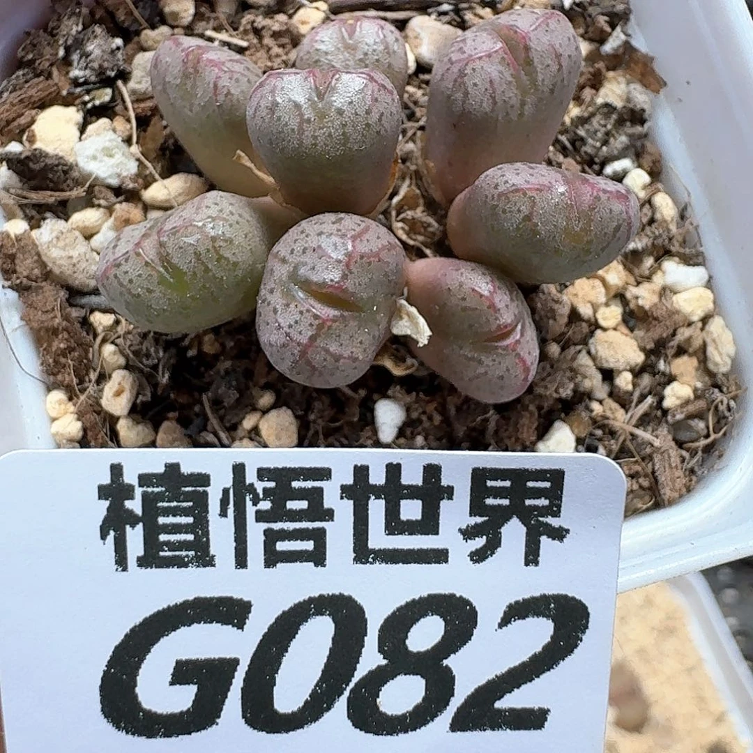 的植物的润泽额fg
