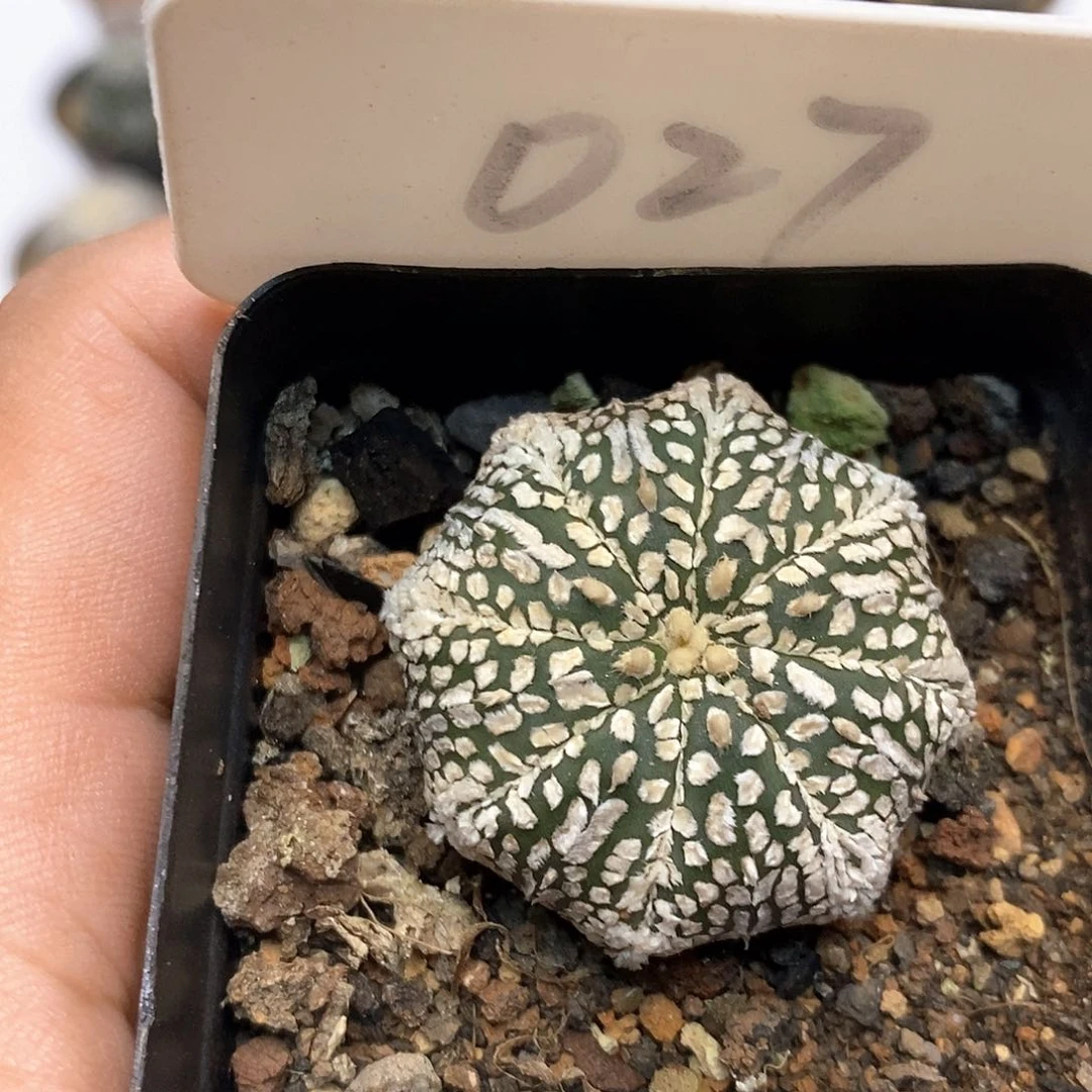 027福利特价咯福利了特价咯