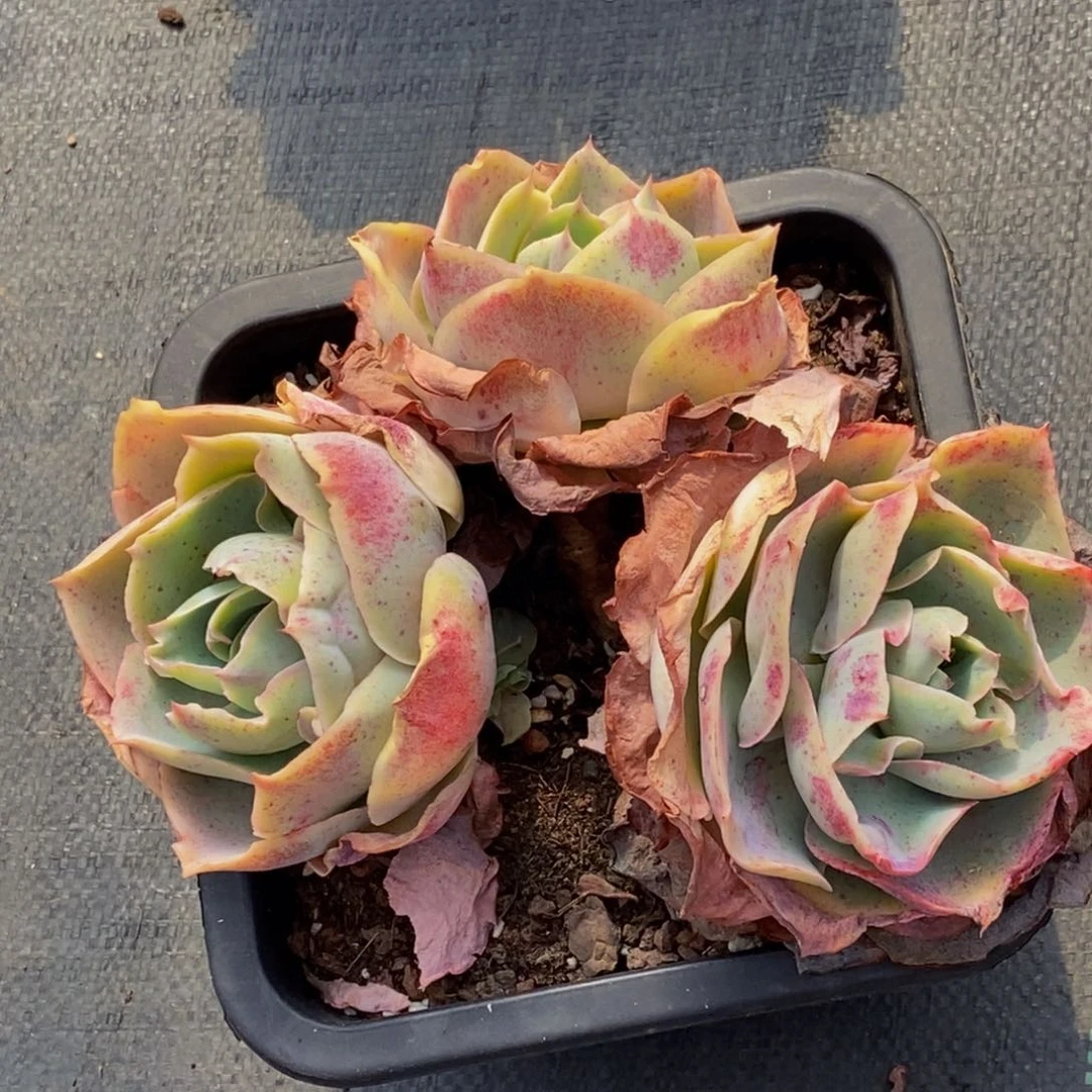 用****0多肉植物一物一拍