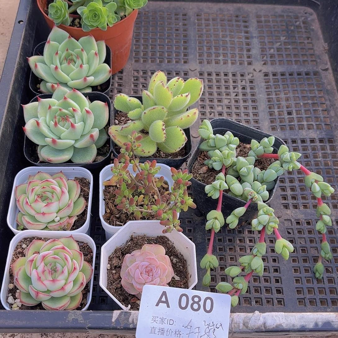 多肉080多肉植物