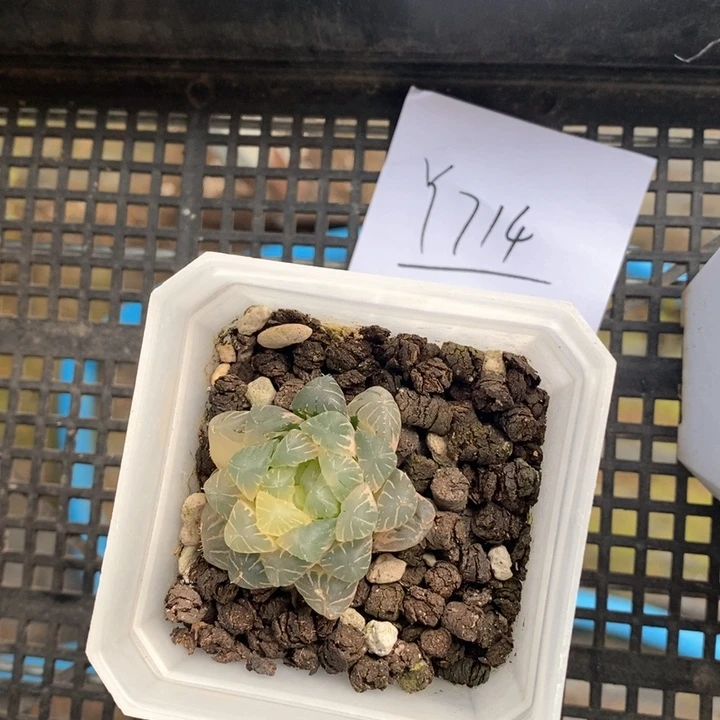 尒*714。  一颗湖水锦。 福利。