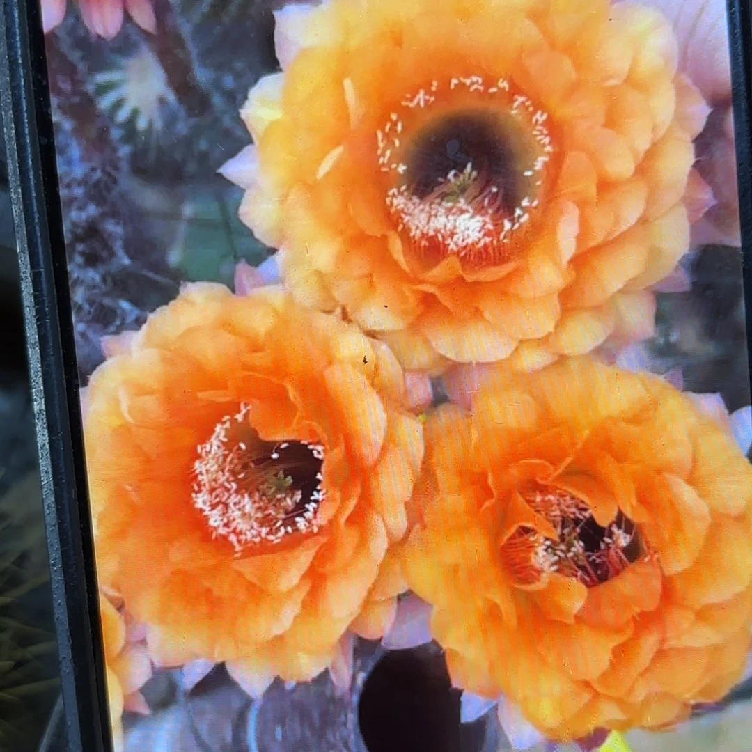 金阁彩侧牙20包邮4