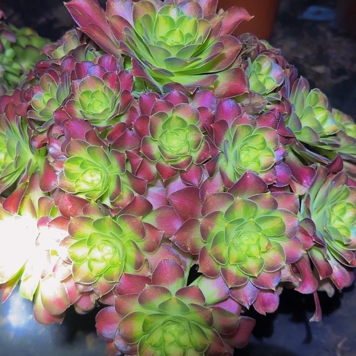 精品韶华老桩开播福利43