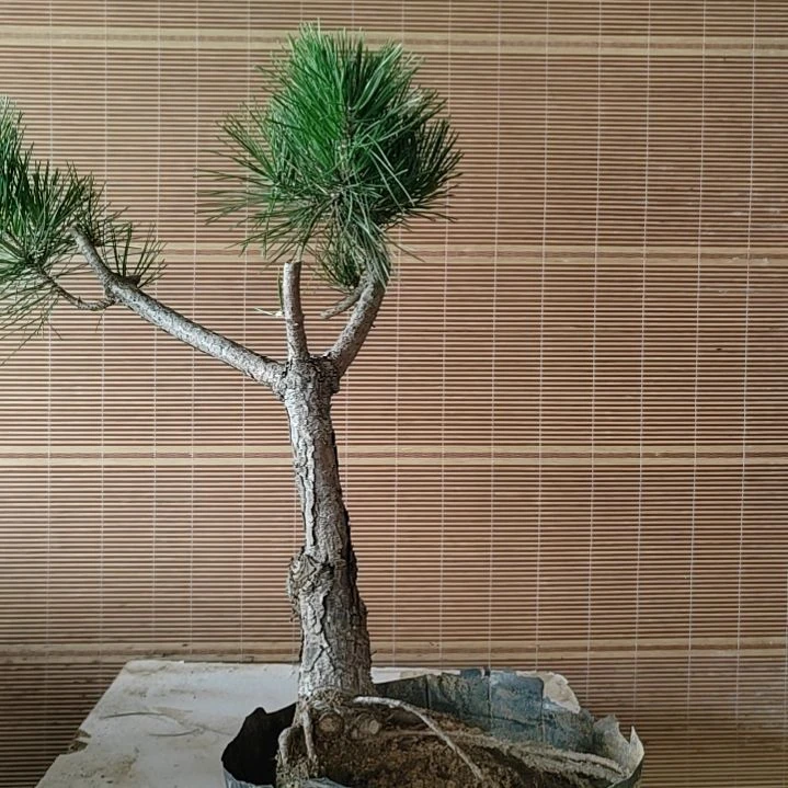 无花朵老盆口黑松盆景造型