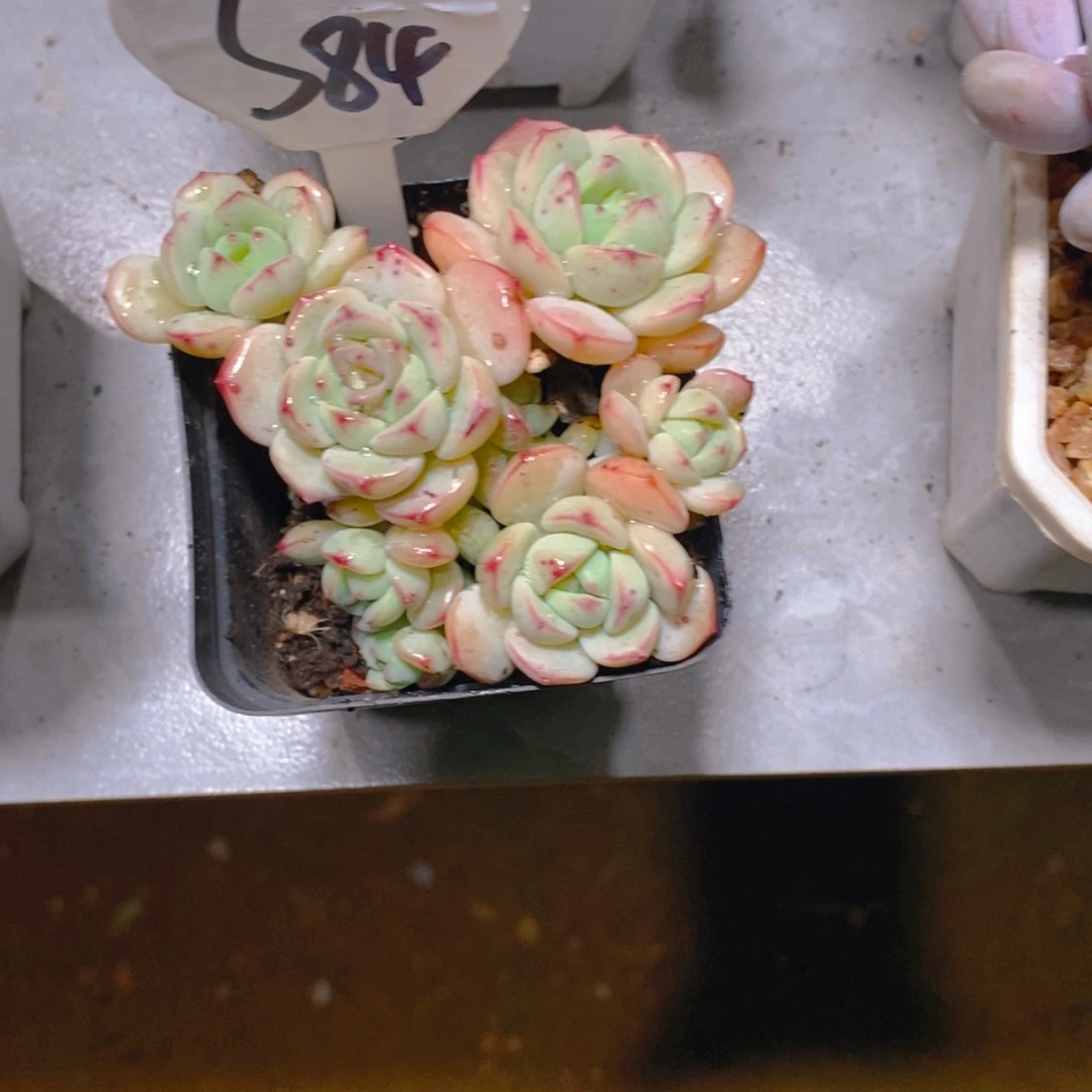 不**声香草群多肉植物