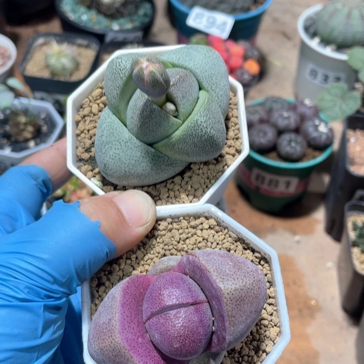 865元宝多肉植物2颗