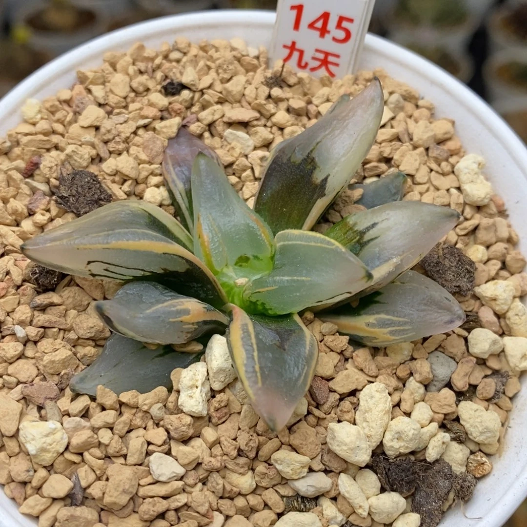 145号西瓜变异锦多肉