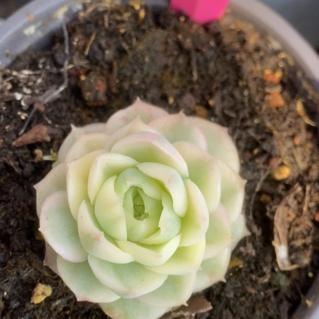 343朵莉亚锦锦锦锦锦锦