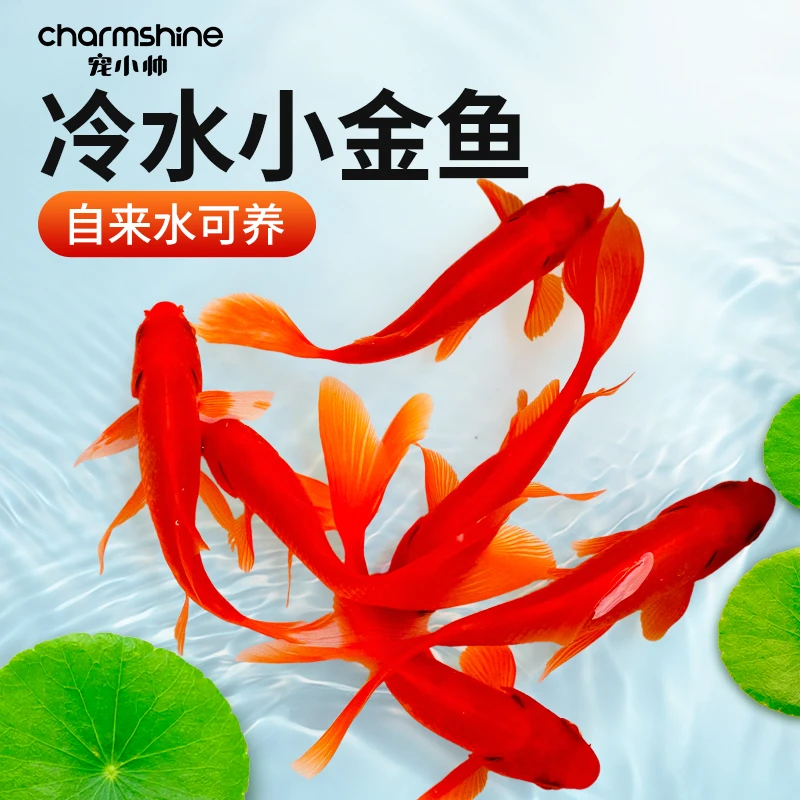 宠小帅草金鱼观赏鱼好养耐活冷水鱼锦鲤水族箱小金鱼自来水可养