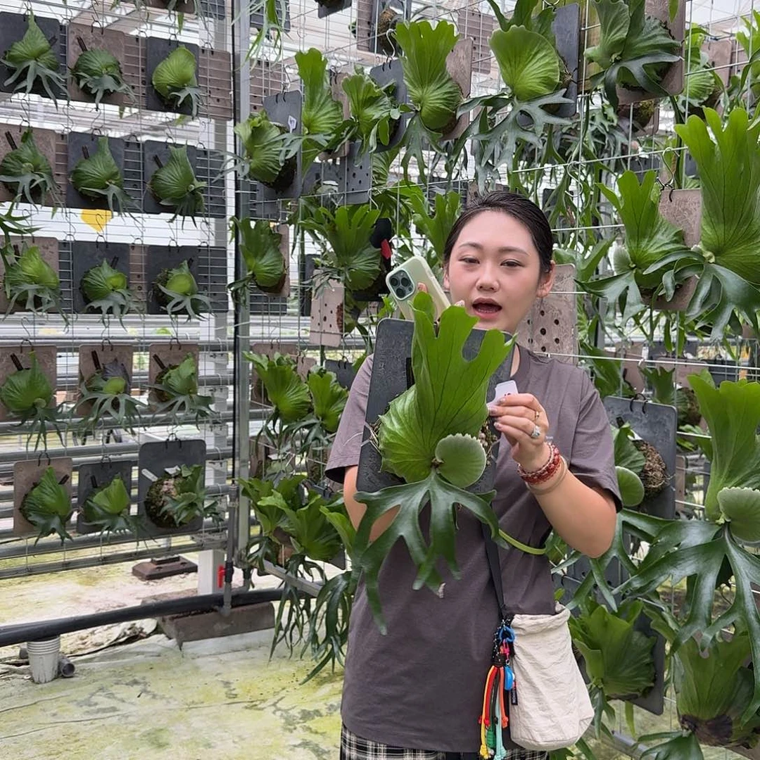 完全开放S488-皇冠鹿角蕨老叶微瑕