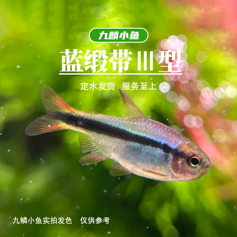 【蓝缎带三型】    满三单顺丰包邮