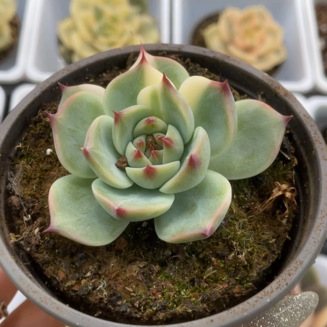 044锦锦锦锦锦锦锦