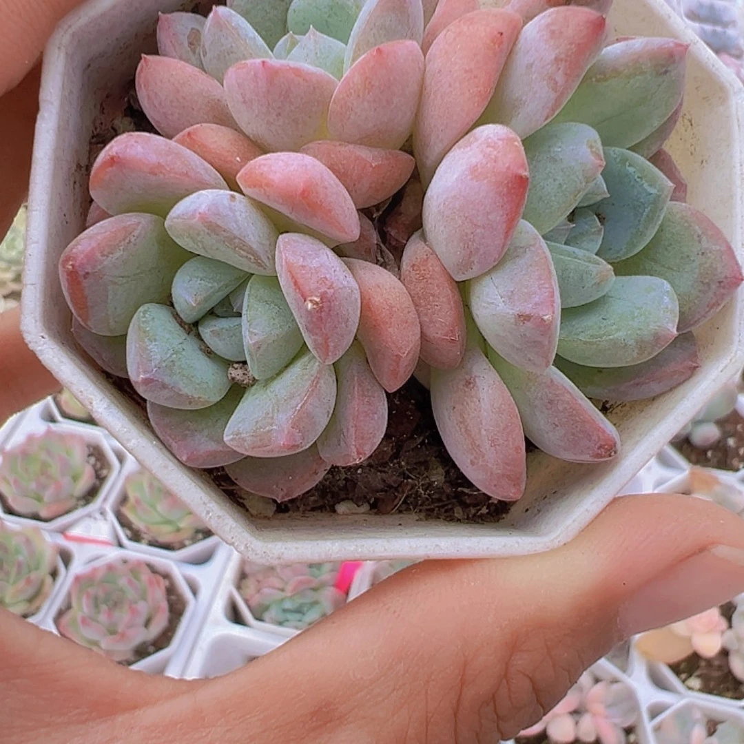 k18群多肉19包邮植物