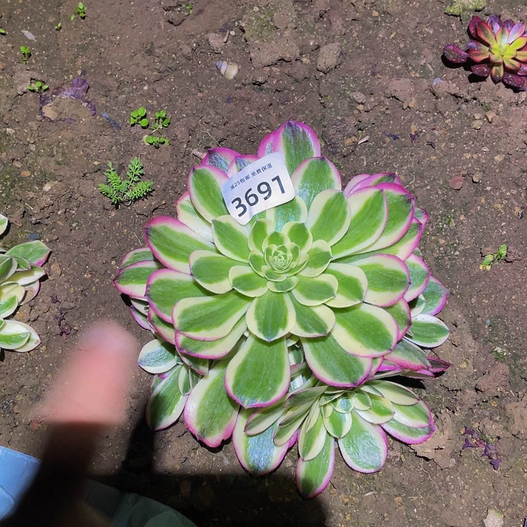 3691粉海王多肉植物