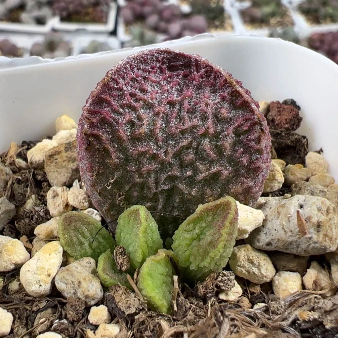 网纹款实生新品多肉植物水泡