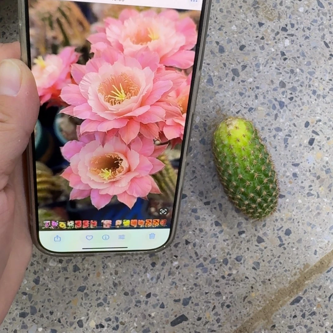 220金妞奈何歪无根侧牙5公分左右，20包邮