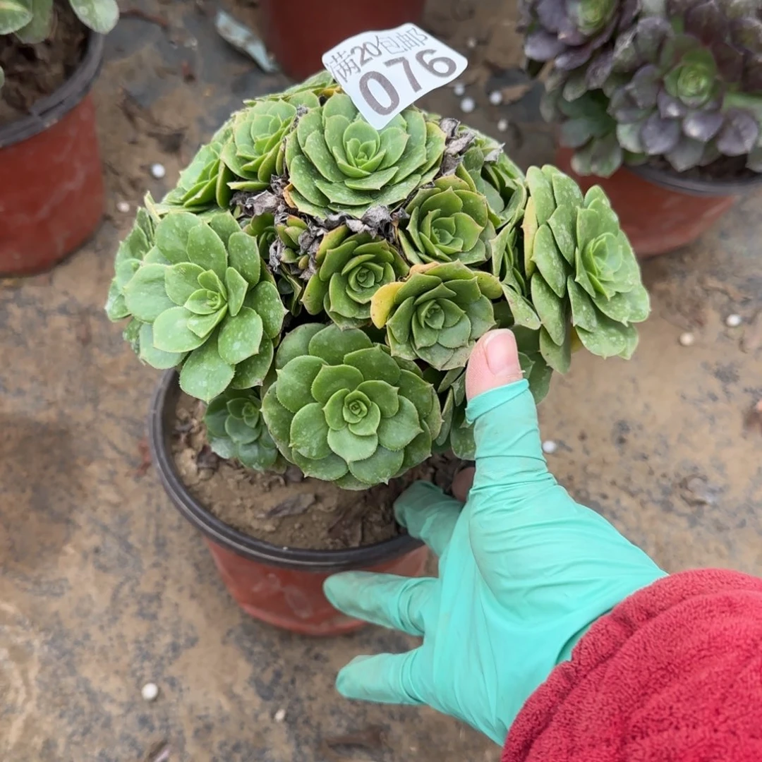 绿羊绒076满20包邮断枝不包