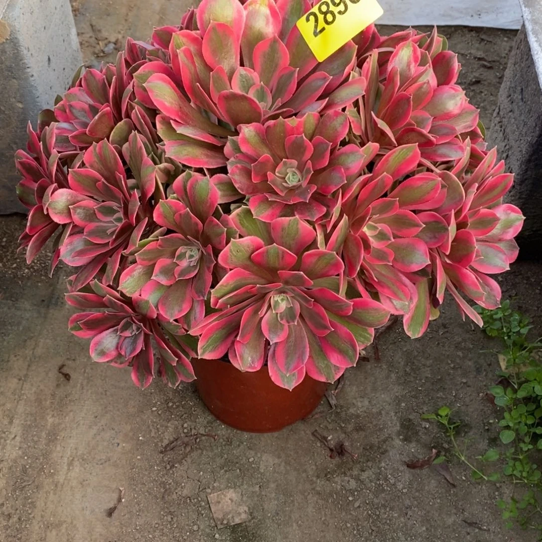 粉女妖多肉法师2896