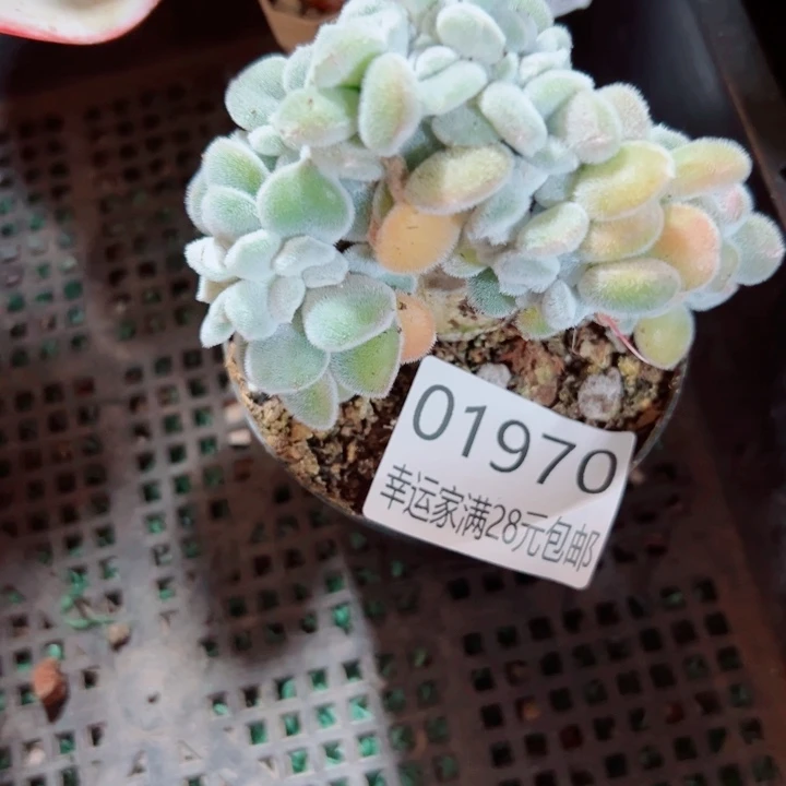 幸运的是我还没遇到过这样