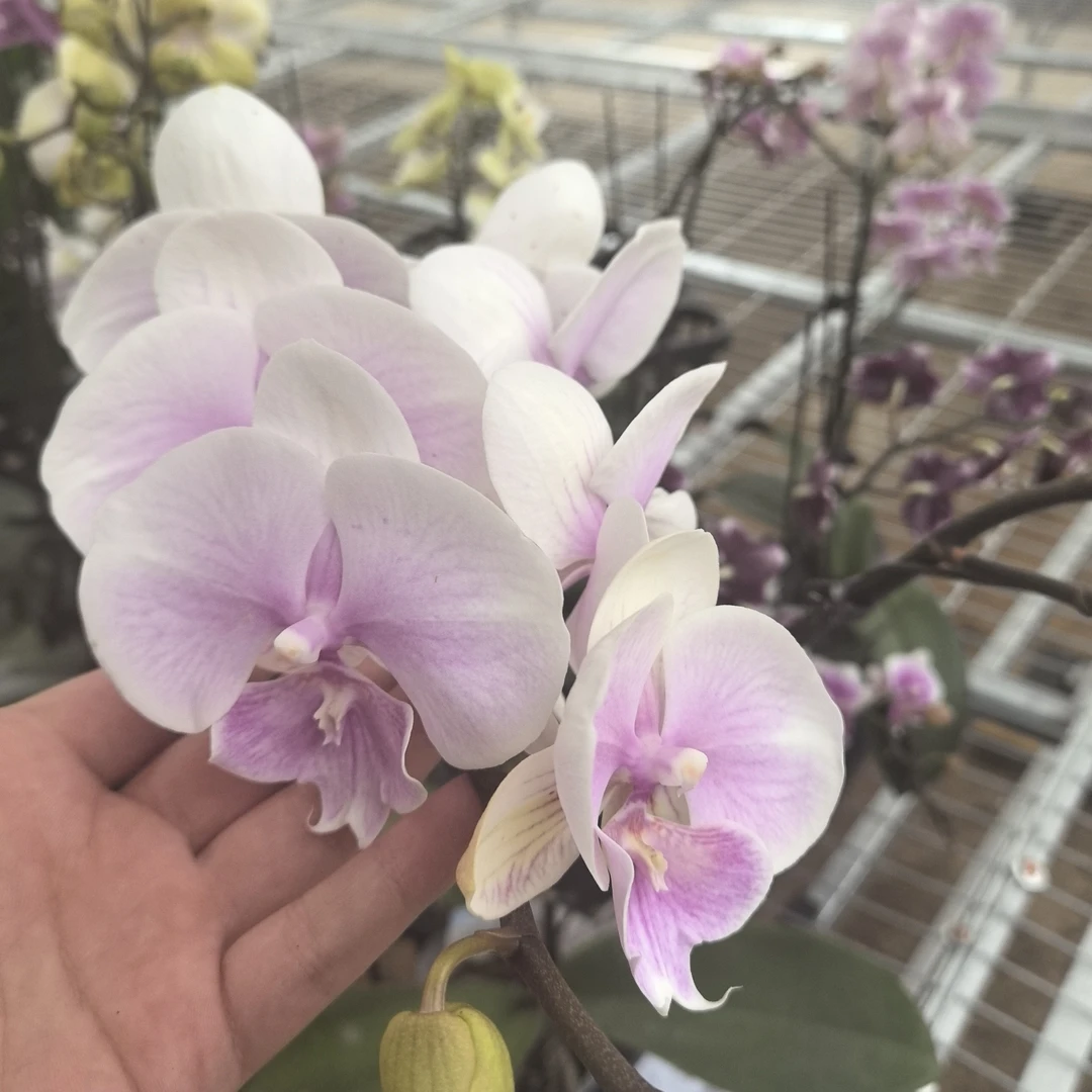 福喜 【甜美人】微瑕精品蝴蝶兰单双混发基地直发