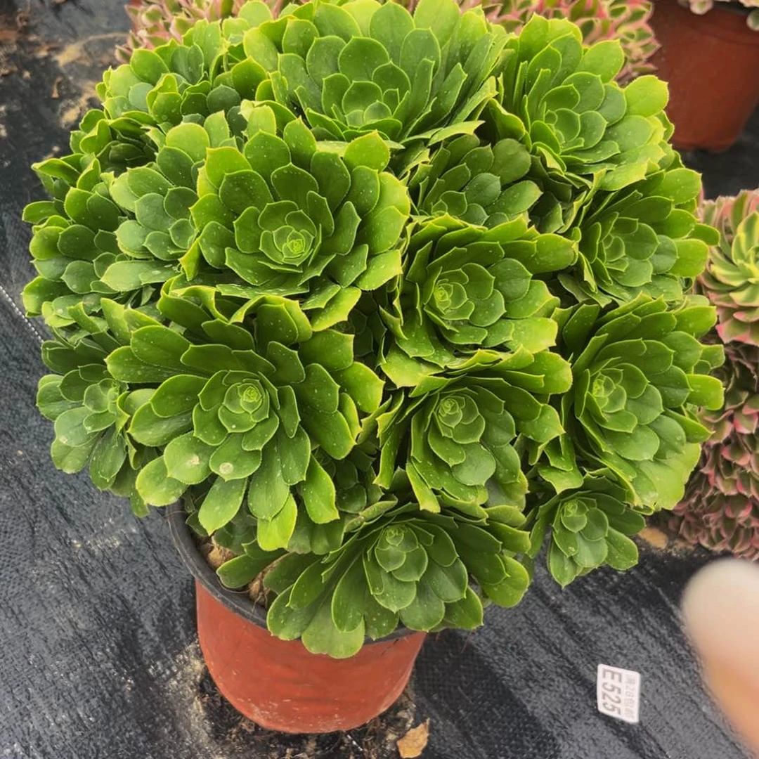 绿羊绒多肉植物捧花的老桩