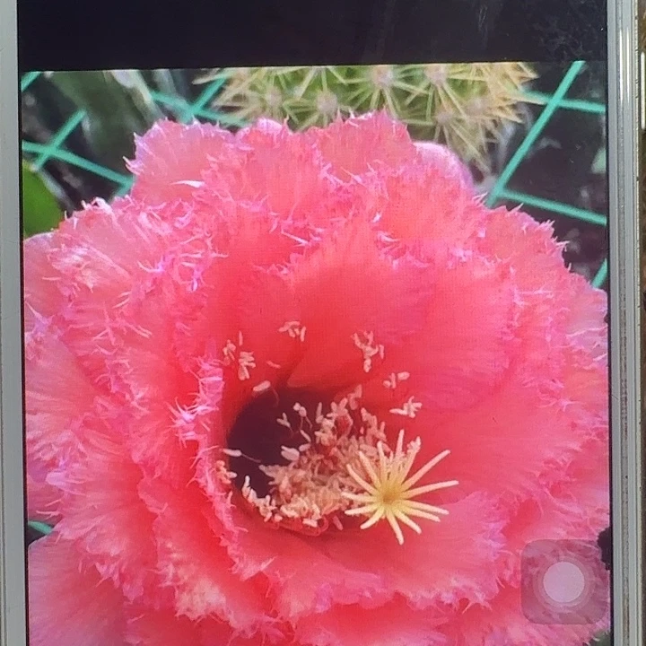 3-444 侧芽5公分毛花柱仙人球