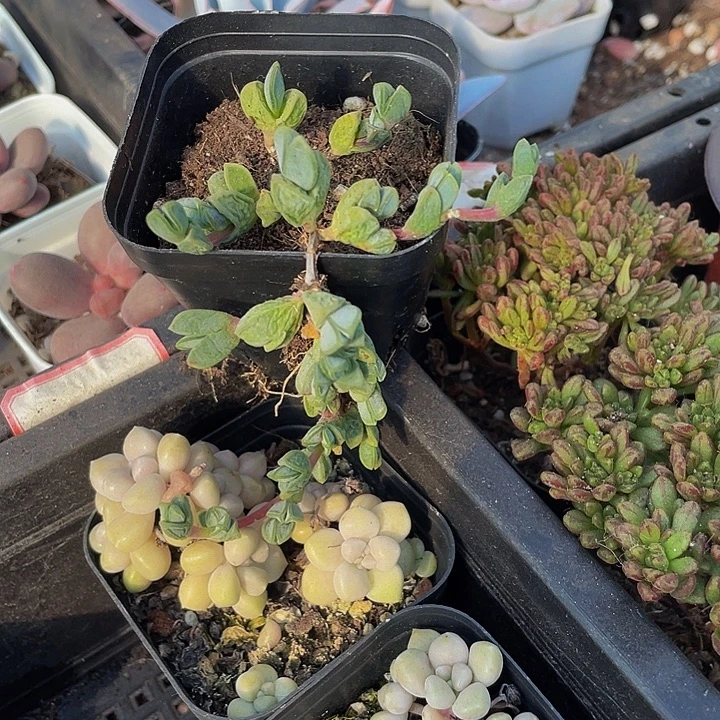 碧玉连带盆土发货