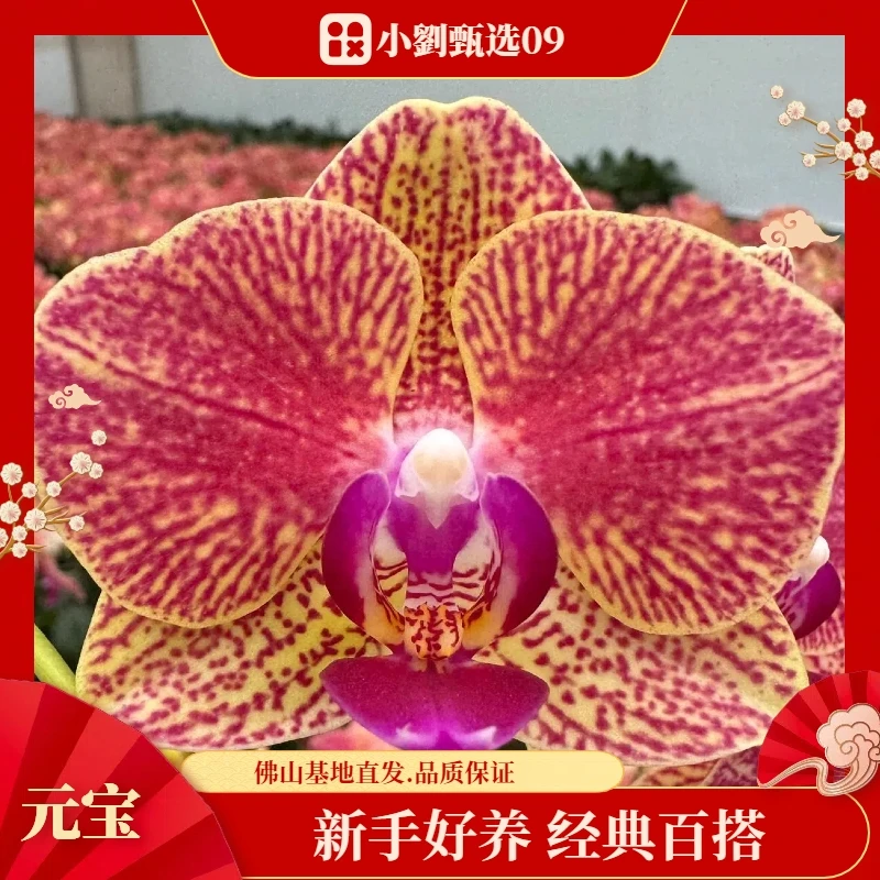 【元宝09】精美蝴蝶兰花卉盆栽佛山基地批发直播次日达