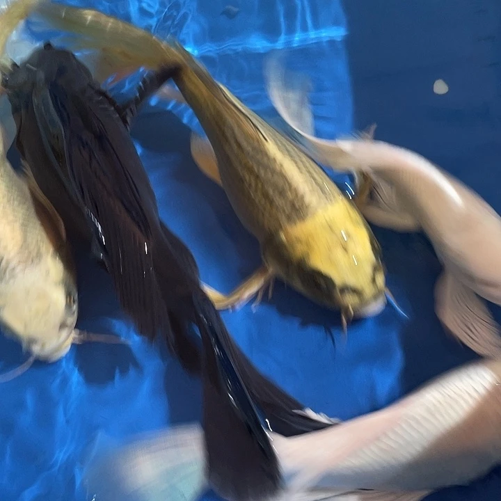 海水蝴蝶鲤观赏鱼球体短身普身
