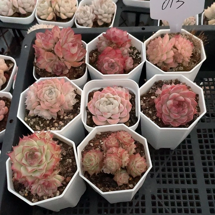 薇薇安园艺多肉013