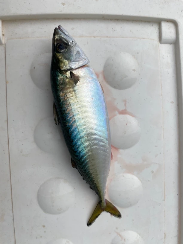 福建省东山岛养殖的花仙鱼青占鱼棍子鱼顺丰冷链