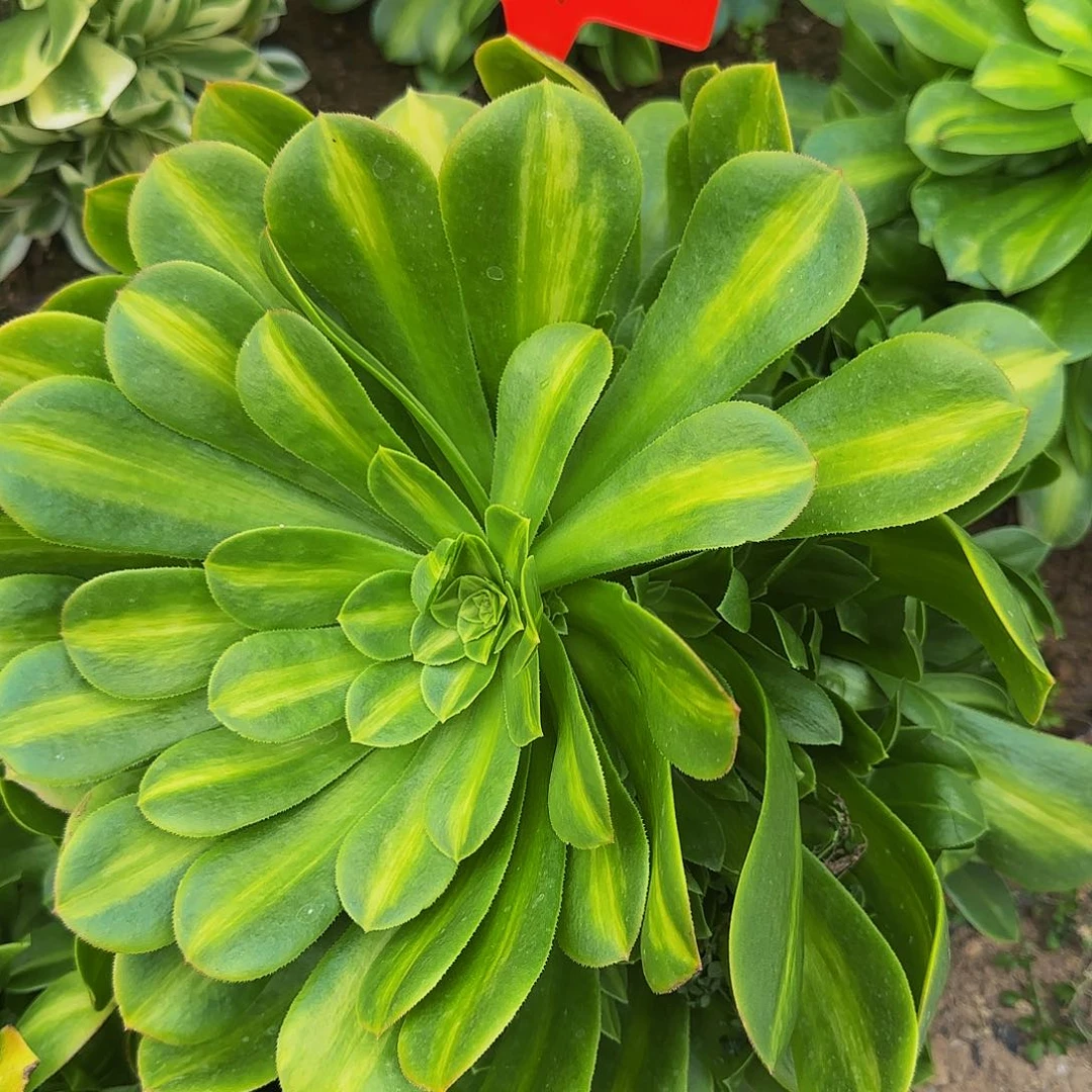 311琉璃多肉哦哦哦