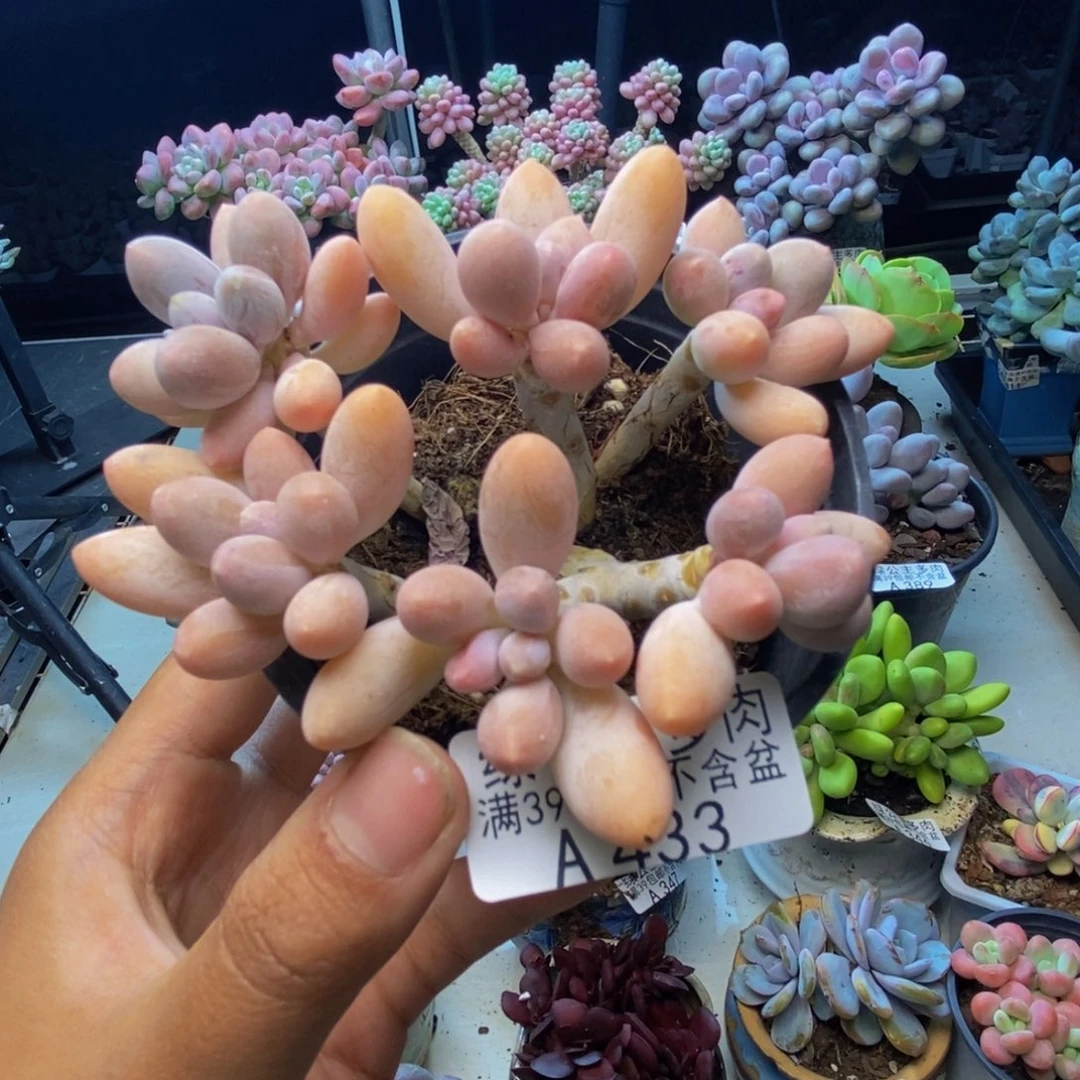 433香水手指奶多肉8cm