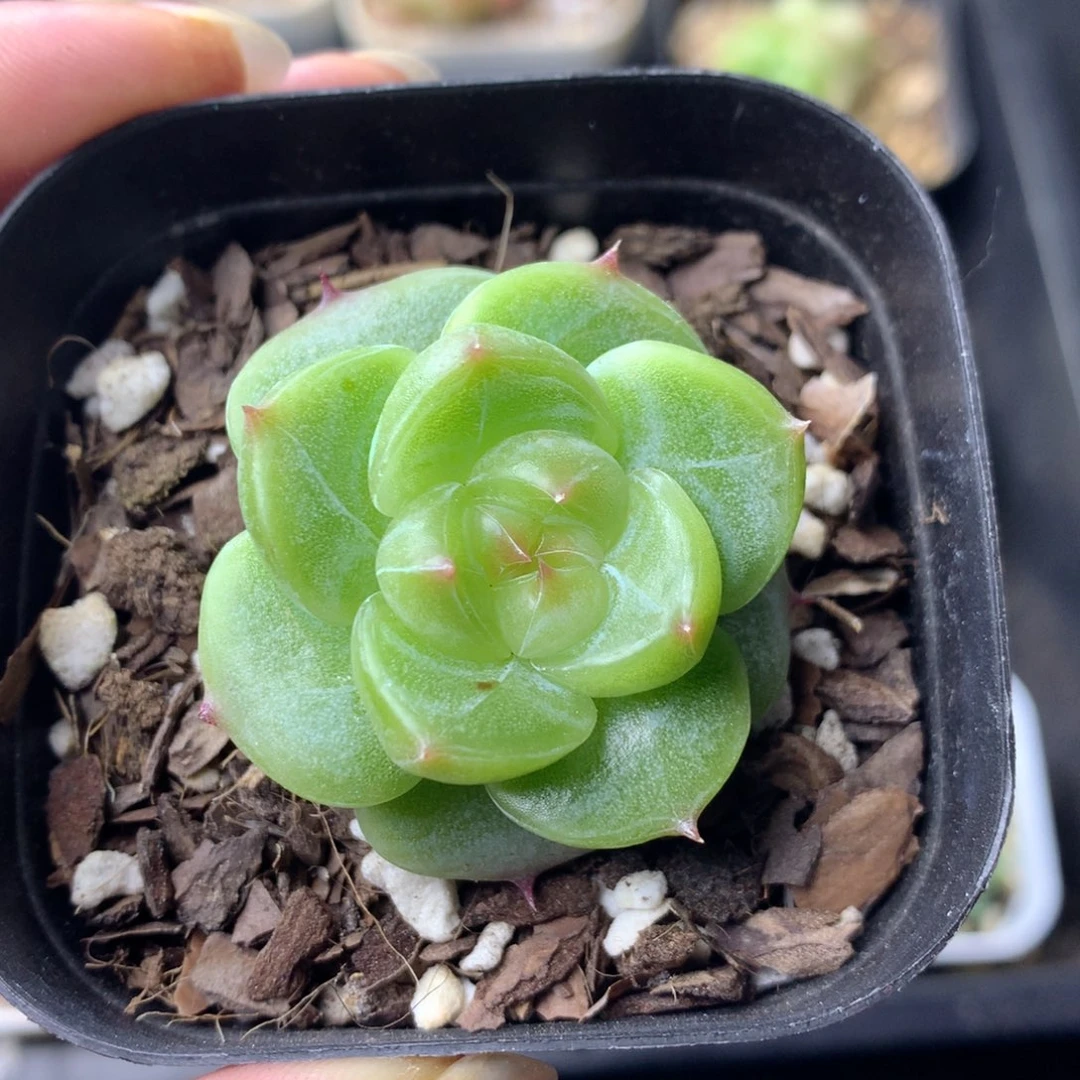 58包邮  群生不包整 6
