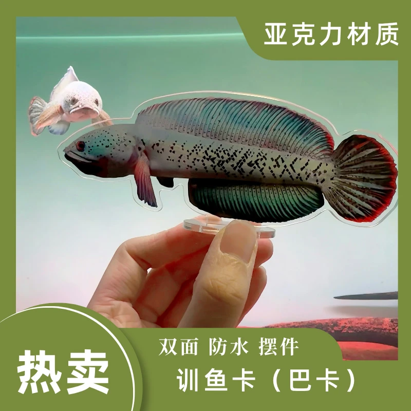 雷龙鱼训鱼卡驯鱼 摆台 亚克力透明 鼓鳃巡游双面 高清效果摆件