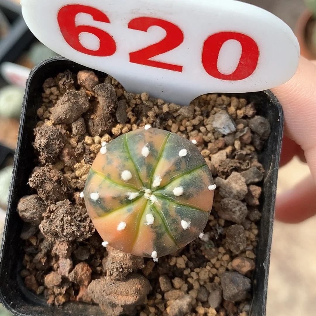 620兜锦福利来啦特价