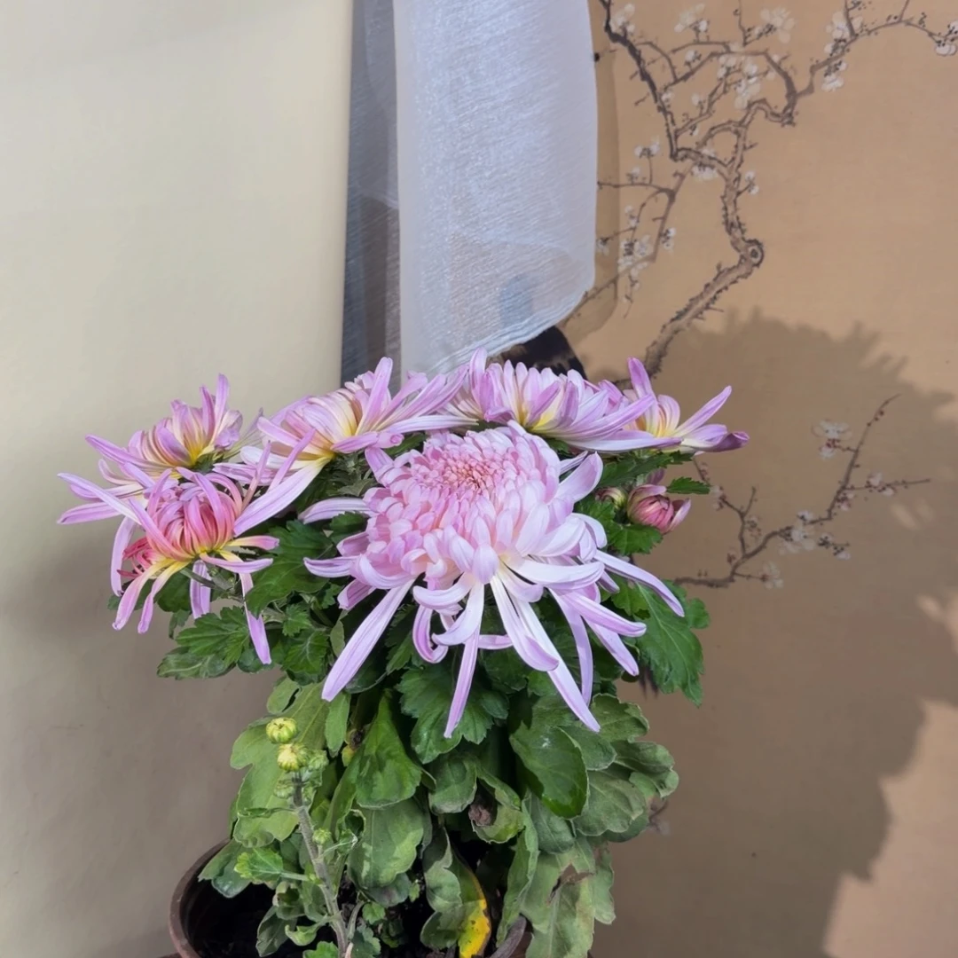 完全开放H1111111