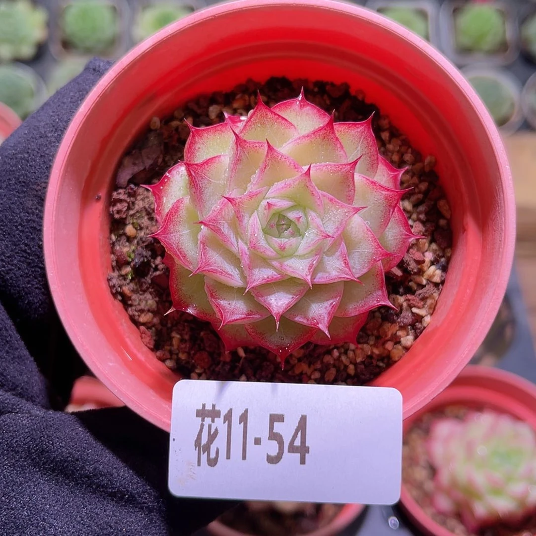 花利美11-54女王玫瑰