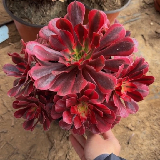 美杜莎12.8脱土发货