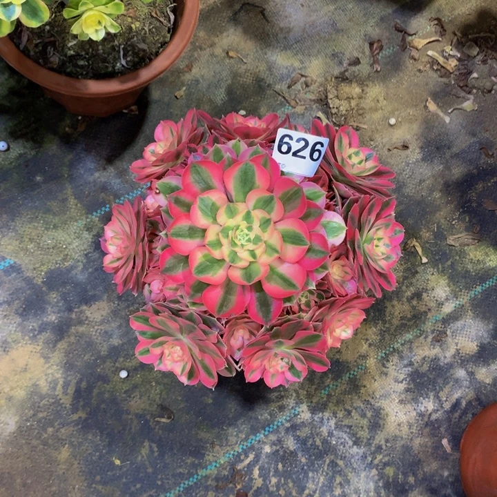 ****₄无花朵粉女巫626000000