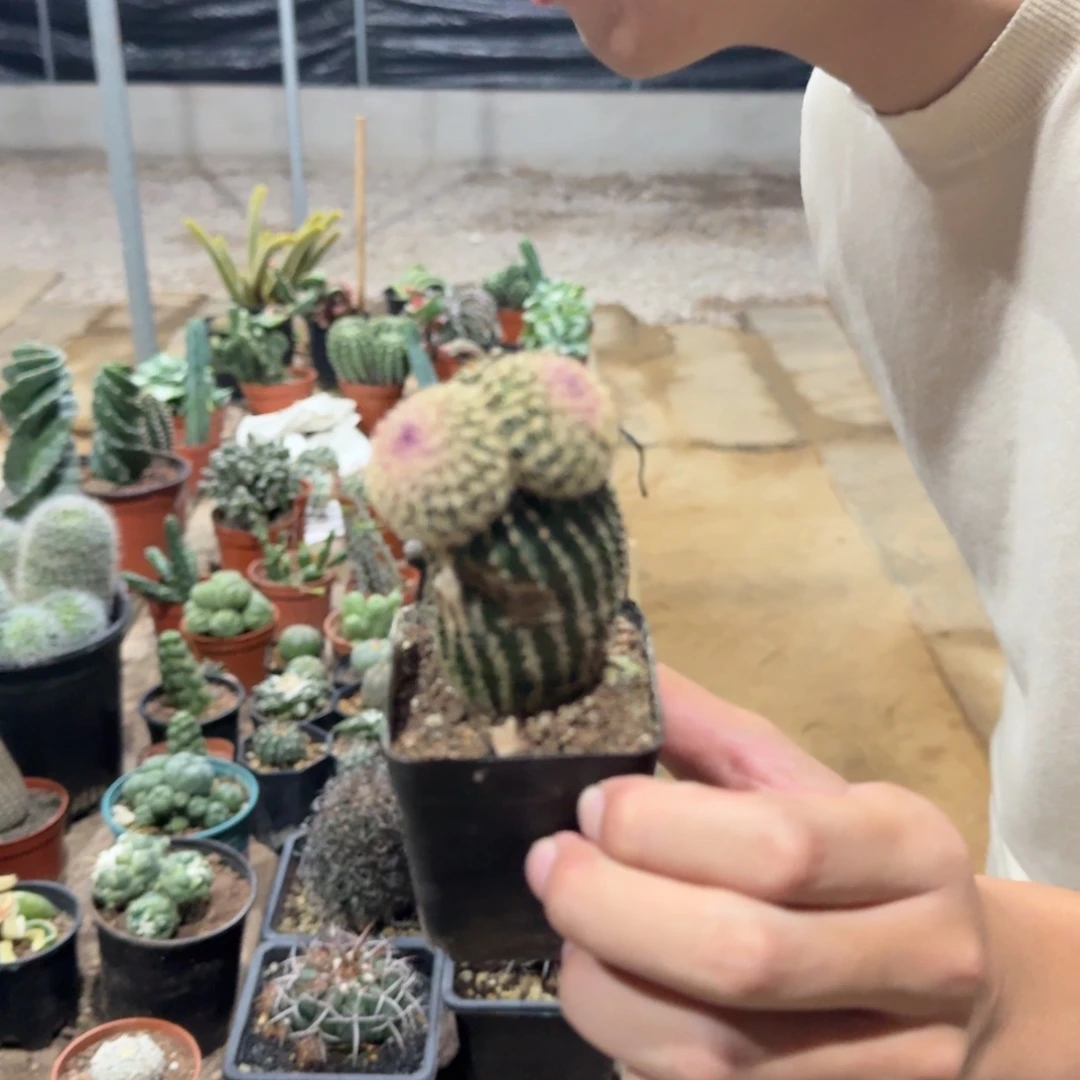 米奇造型双头红太阳