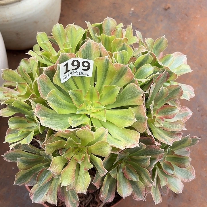 199光辉掌心多肉法师锦不包侧枝断枝