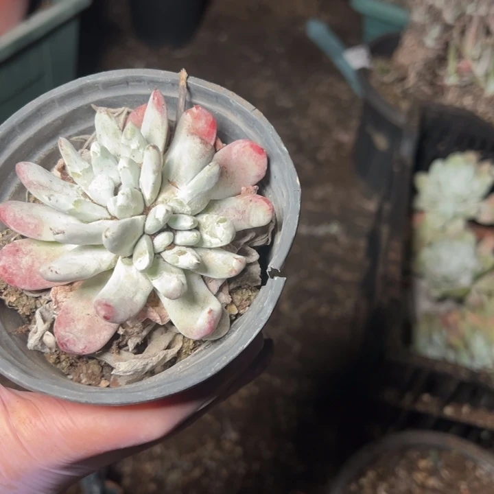 331哈哈哈哈哈哈哈