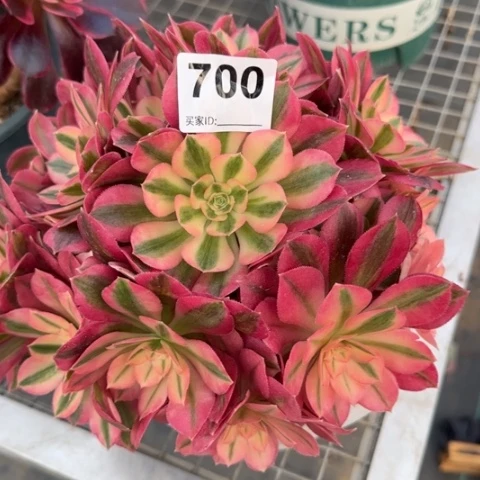 700女巫20厘米左右