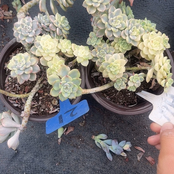 咘***嘻晨语多肉，一物一拍166,21