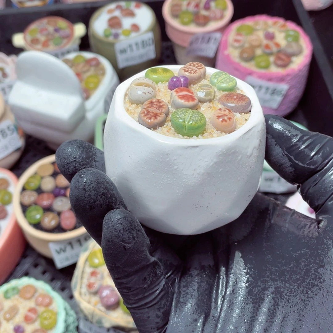 w1199-，带盆土发货，零下地区拍保温箱