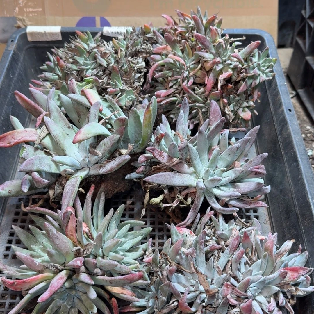 2259瑕疵框拍不售后