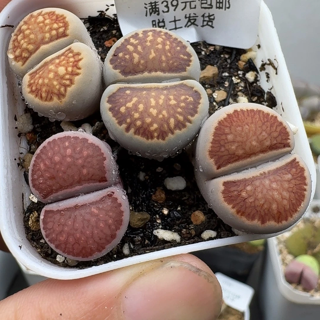 800多肉哈哈哈哈哈哈哈哈